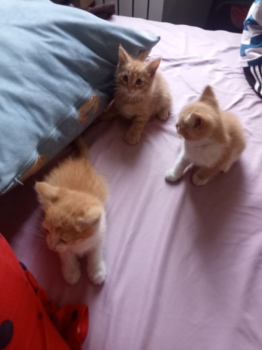 Кошки бесплатно 4