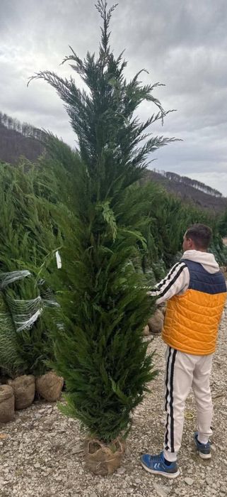 Leylandii gard viu crescuti in ghiveci ofer factura si garantie oriunde in tara