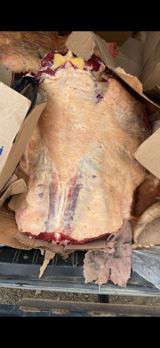 Соғым сатылады согым мясо