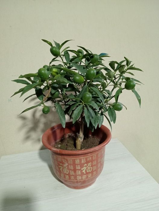 Мандарин ва кумкуват кучатлари сотилади хосиллари билан.