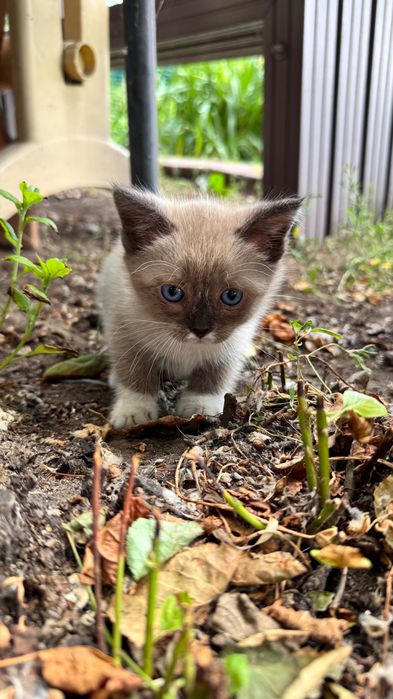 Отдам котят в добрые руки