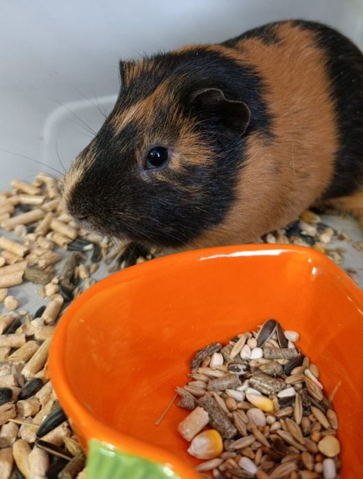 Продам Морскую свинку