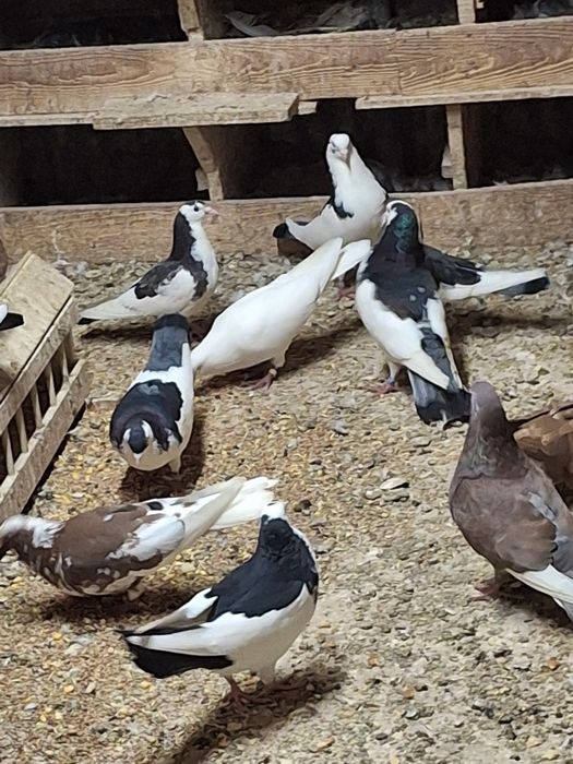 Пазарджишки високолетачи гълаби