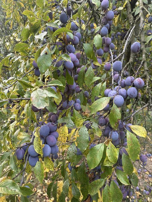 Vand prune Anna Spath