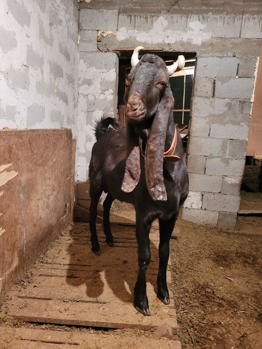 Камори теке чистокров