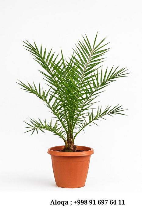 Palma guli sotiladi