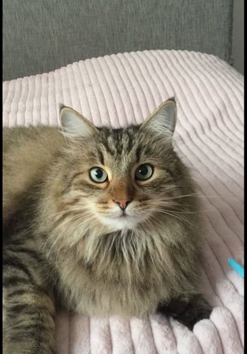 Anetta Case porno videolar