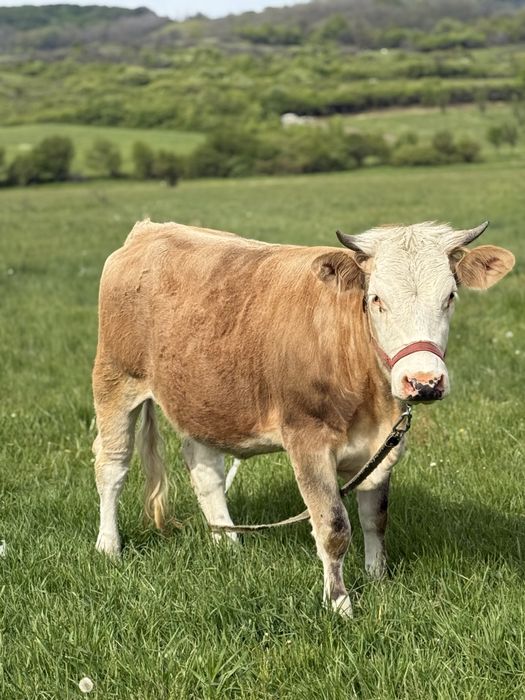 Vand juninca de 2 ani