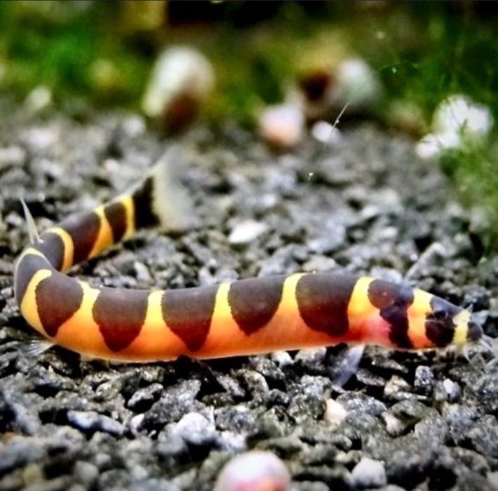 Рыбки для аквариюма