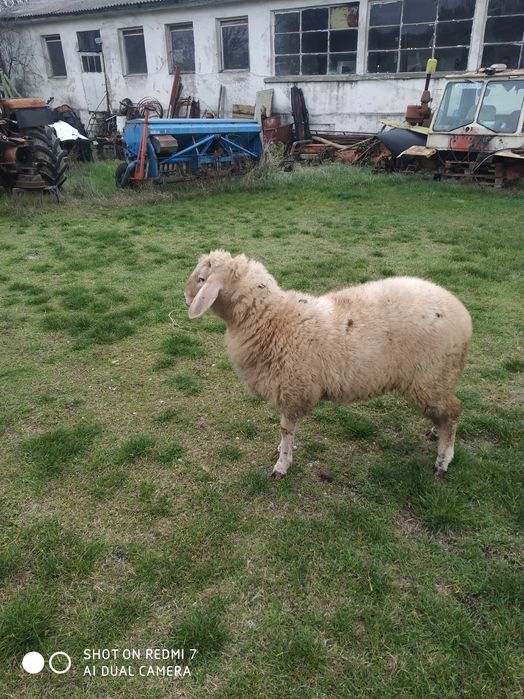 Агнеженско бергамас