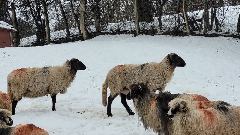 Oi carabase de vanzare