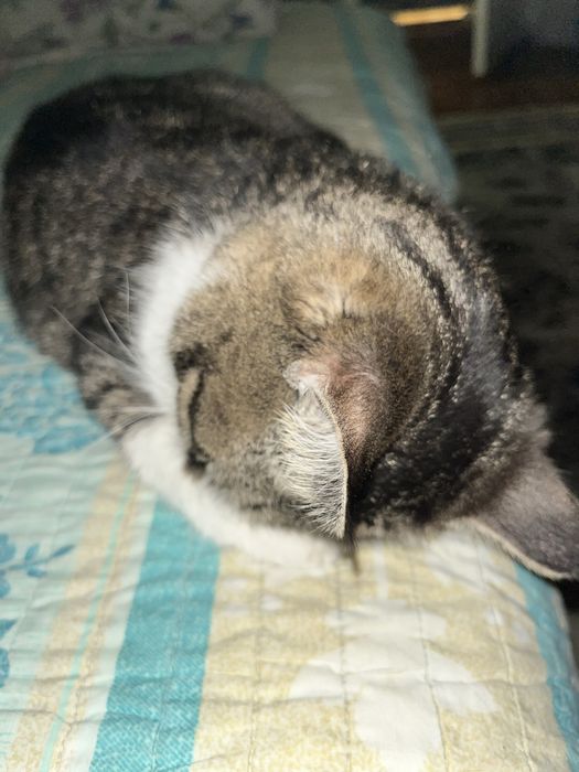 Кошка ищет любящий дом