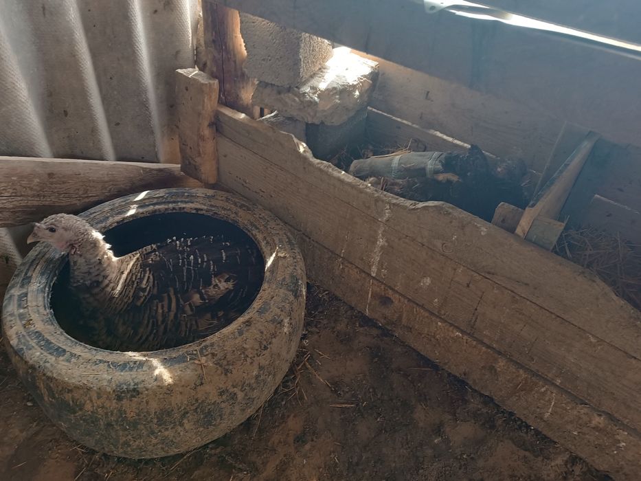 Күрік 2 индюк сатылады гибридтар