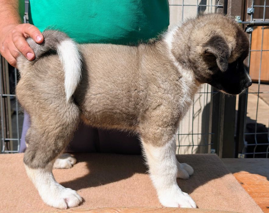 Mascul Akita American - linie de sânge PREMIUM - GRI deschis