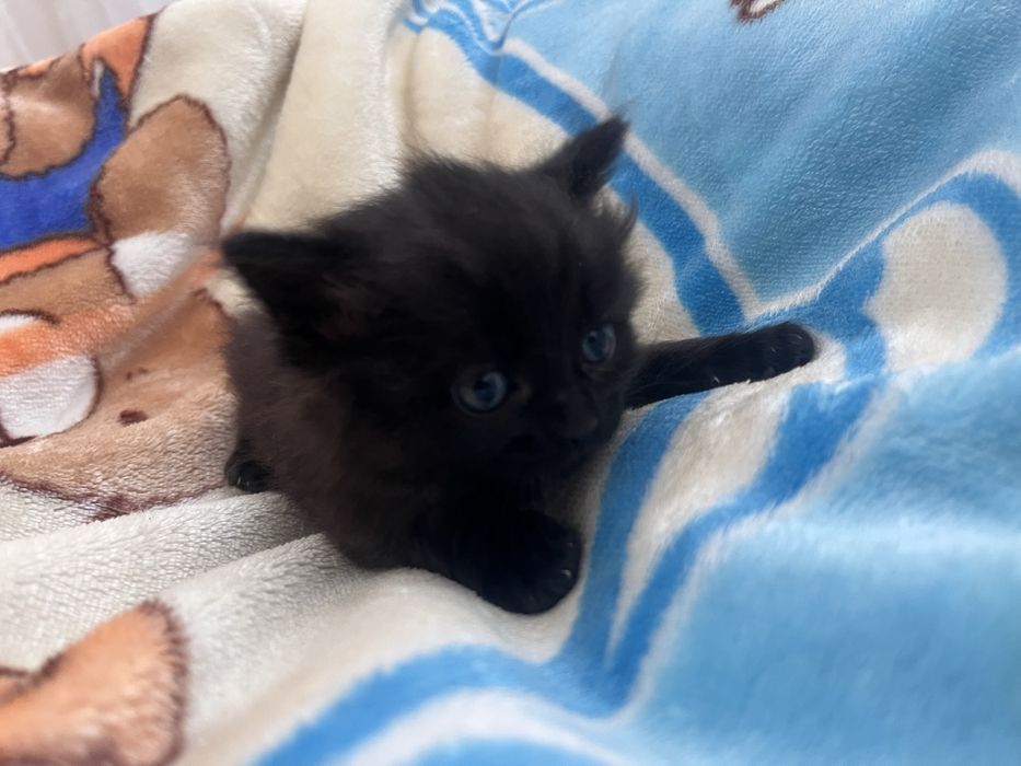 Отдам котят в добрые руки