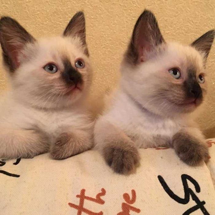 Сиамские котята короткошерстные