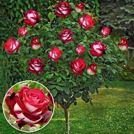 Pomi ornamental  trandafiri  pomisor