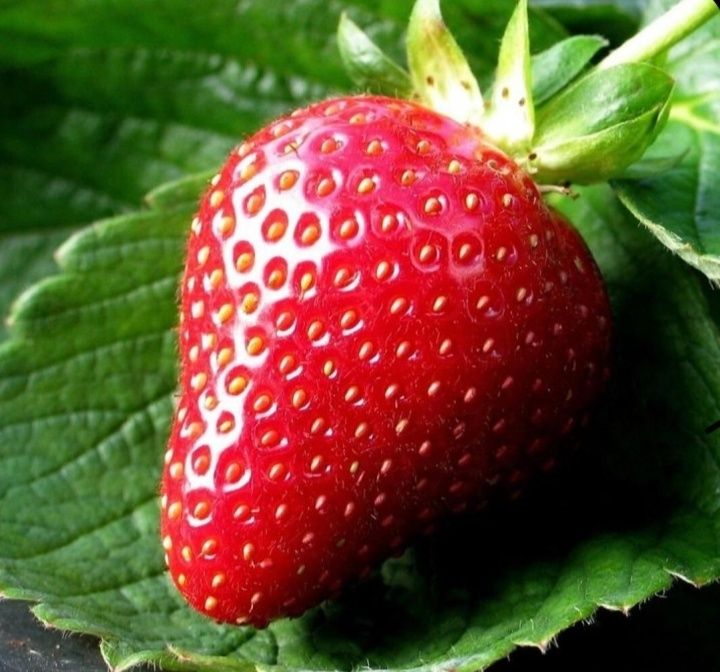 Продам клубнику саженцы