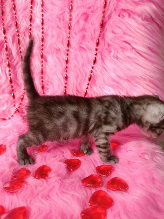 Продам котёнка девочку шотландка +бенгал