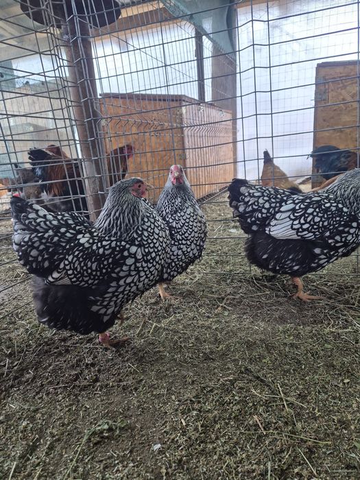 Ouă de incubat. Wyandotte, Ayam Cemani, Brahma, Araucana