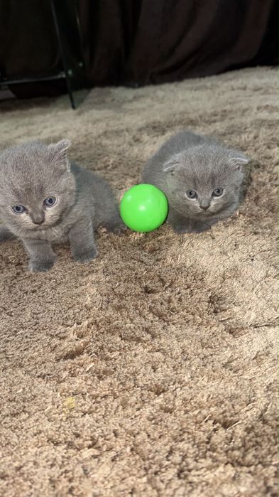 Продам вислоухих котят!тм 1 месяц