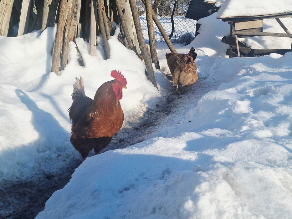 Vand cocoș tânăr de țara