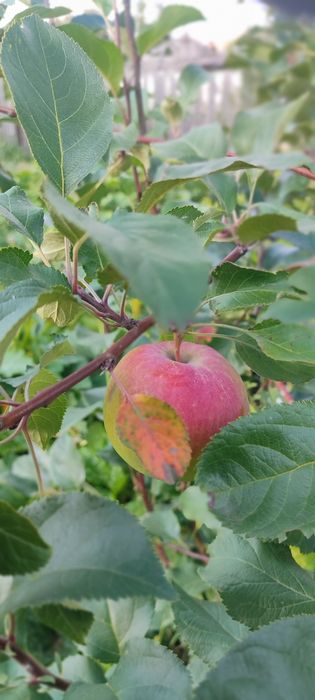 В продаже жилой дом