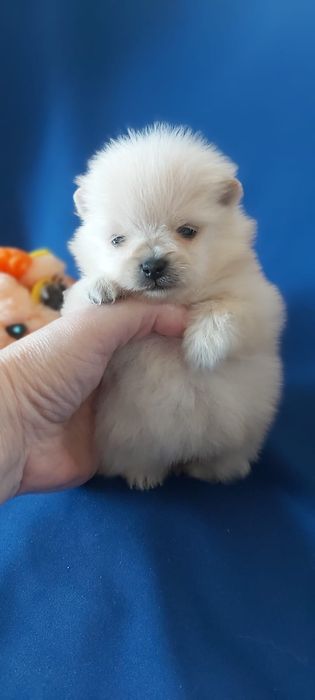 Шпицы кремовые готовы к переезду