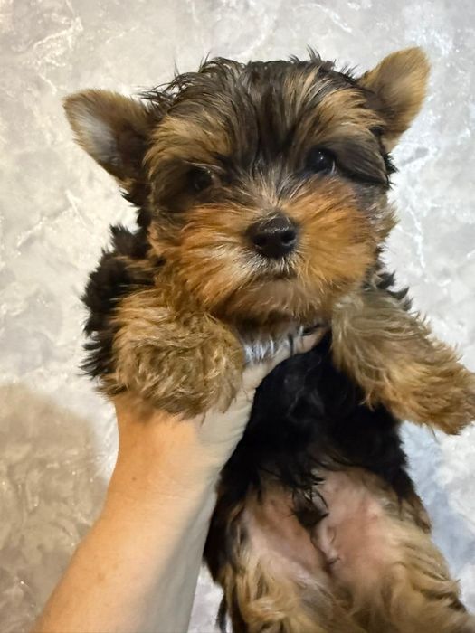 Йоркширский терьер мальчик