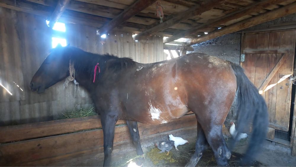 Бордакы Бие сатылады