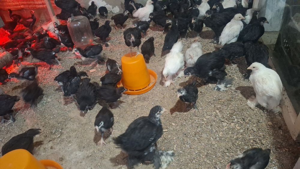 Андижон кора товуклари тухум уругланган