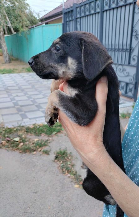 Щенки в добрые руки