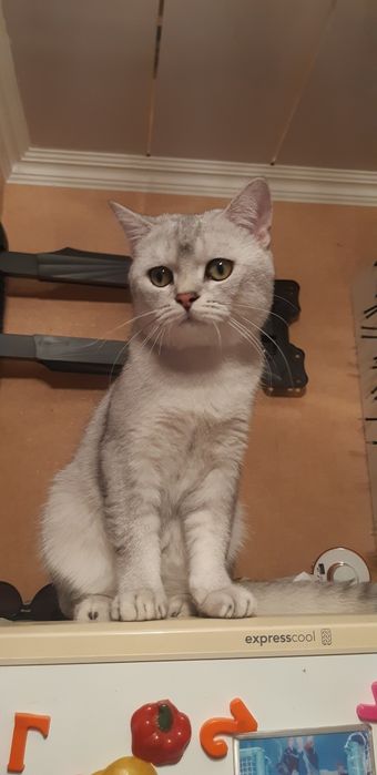 Чистокровный британский Кот на вязку