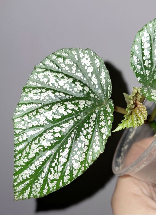 Бегония Серебристо-Крапчатая