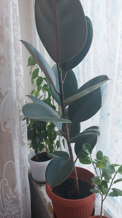 Домашние цветы,для дома,офисов.