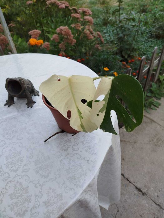 Цветы,монстера Альба,монстера деликатесная