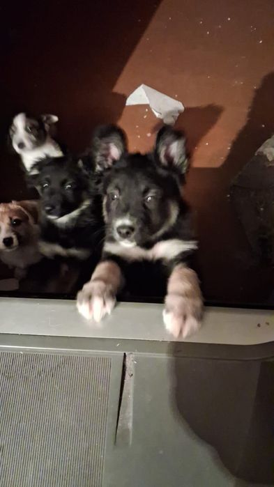 Дарю щенят!     .