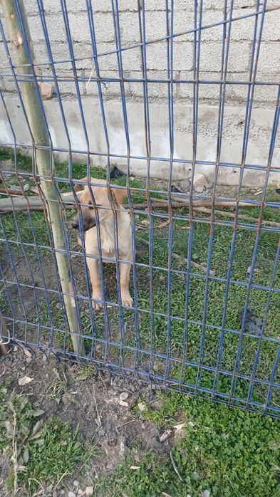 5 oyli sariq urgochi oq erkak