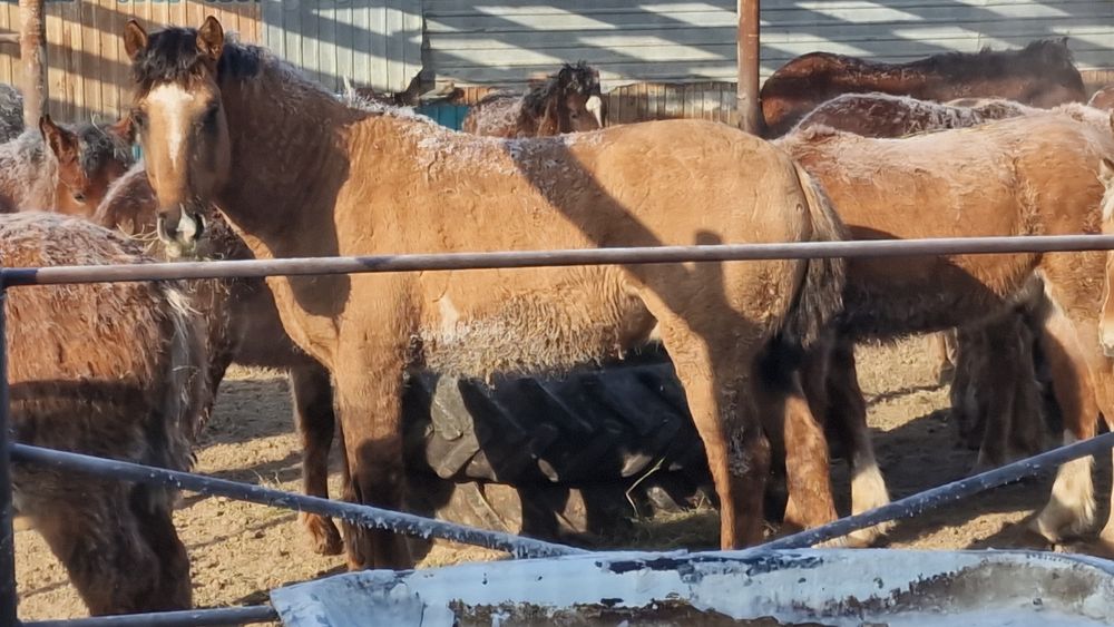 Продам лошадь 4 года