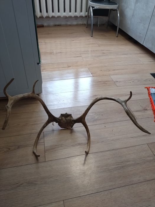 Продам рога оленя продам продам продам продам