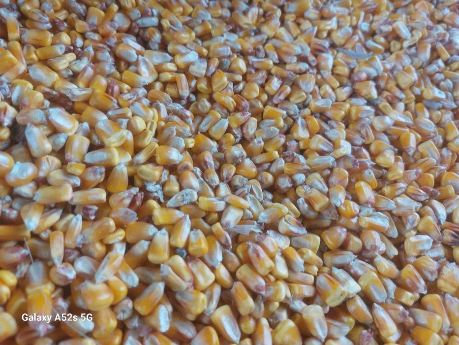 Vând porumb boabe producție 2025