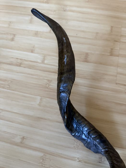 Coarne Kudu , trofeu