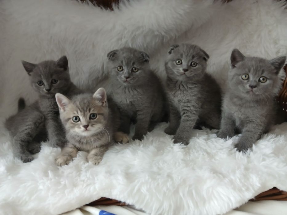 Vand British shorthair