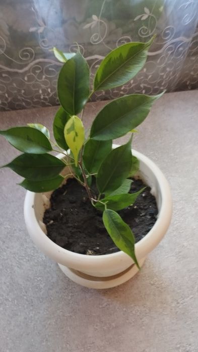 Фикус Бенджамина