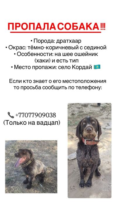 Пропала собака. дратхаар