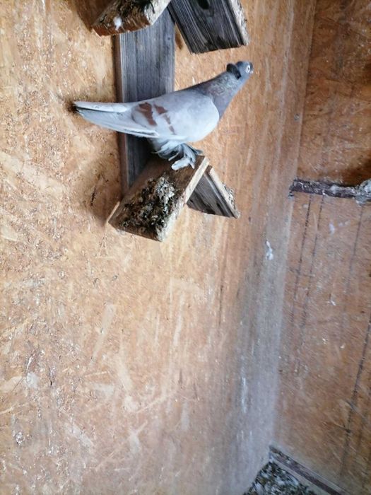 Vand porumbei rasa jucatori de Botosani