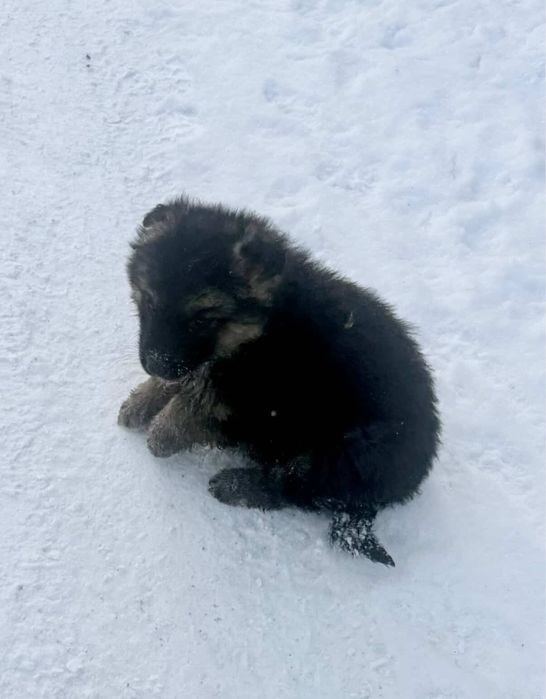 Дарим щенка