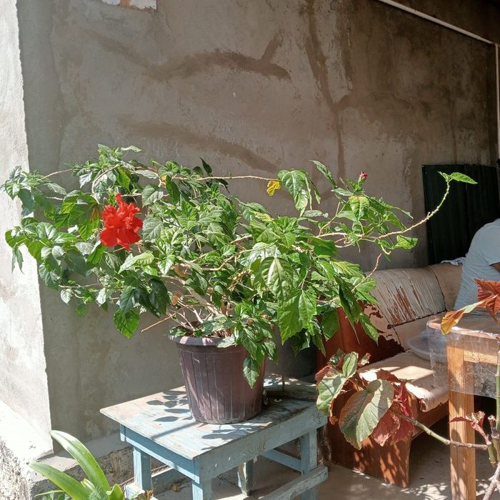 Гибискус очень красивый