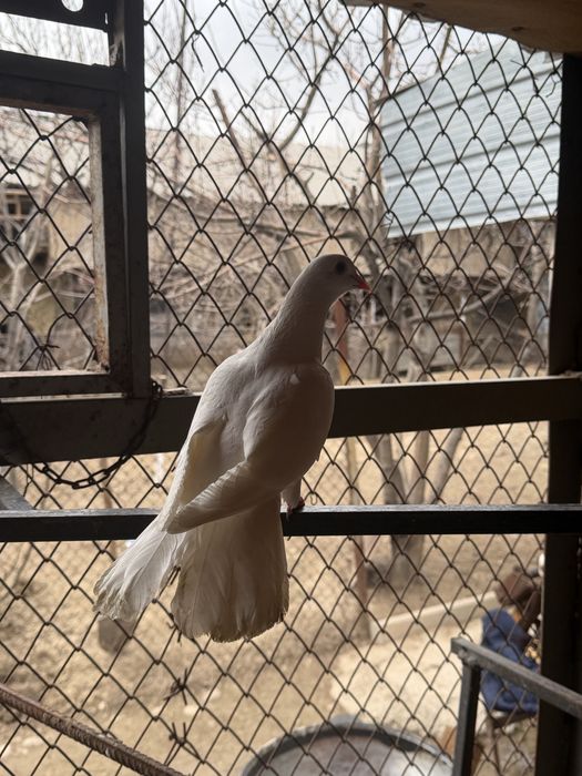 Продам Самец Шракахвост