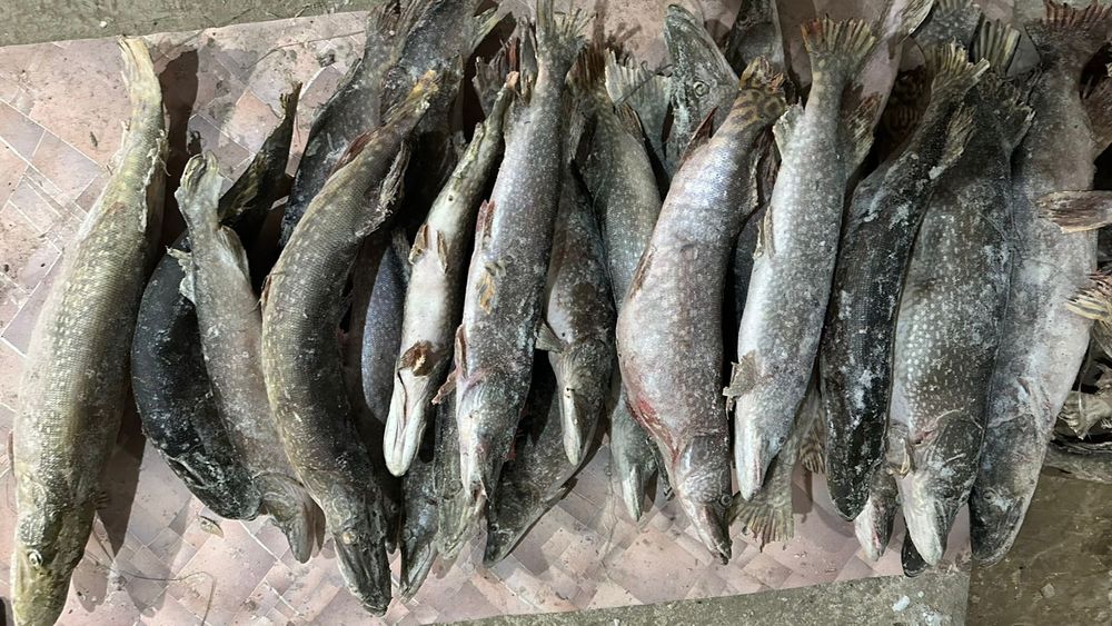 Щука-Шортан Свежый